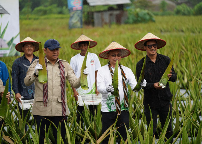 Pontianak Utara Jadi Sentra Lidah Buaya, Wamentan Dukung Pertanian Hortikultura