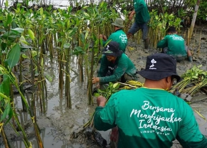 Mengajak Publik Berperan Aktif, LindungiHutan Perkuat Gerakan Lingkungan Lewat Kolaborasi