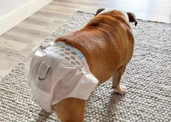 Tips Menjaga Kebersihan Rumah Saat Anjing Menstruasi