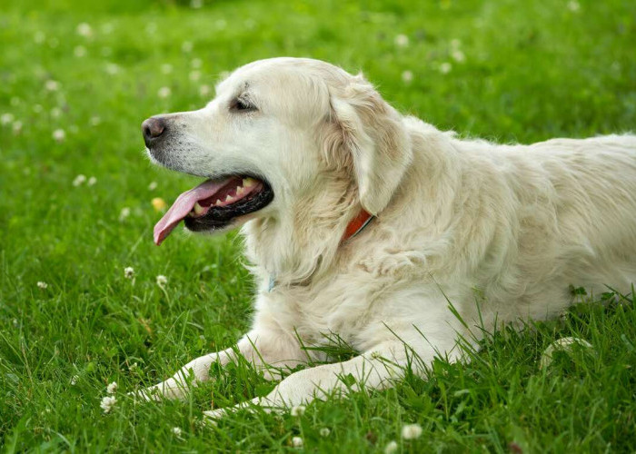5 Ras Anjing Yang Cocok untuk Jadi Peliharaan