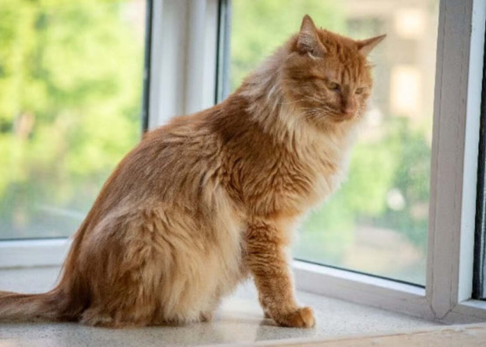 10 Jenis Kucing Besar yang Bisa Dipelihara di Rumah