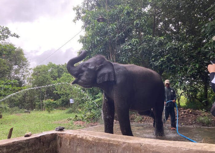 Momentum Hari Cinta Puspa dan Satwa Nasional, Saatnya Wujudkan Cinta Alam Lewat Tindakan
