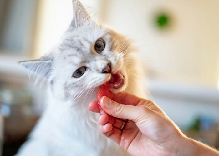 Rekomendasi Makanan Pasca Sterilisasi Kucing