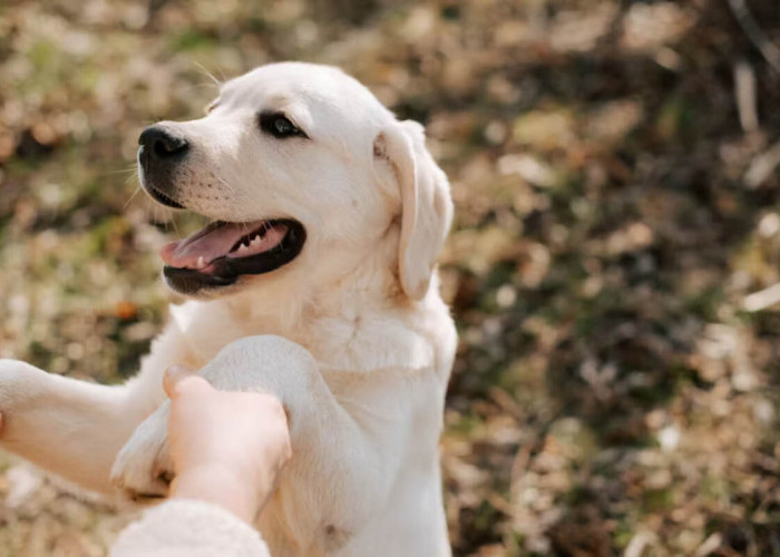 Dog Training Tips di Rumah Agar Anjing Pintar