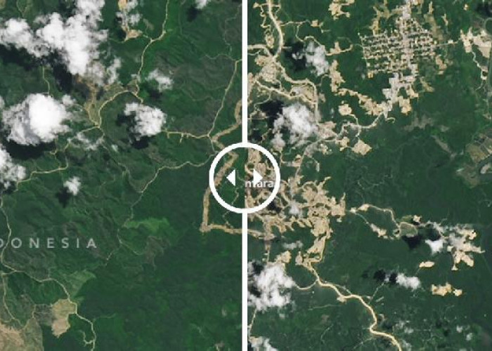 Terkuak! Transformasi Hutan Kalimantan Melalui Satelit NASA Akibat Jejak Pembangunan IKN