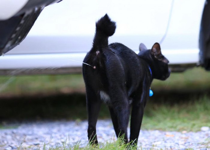 Kucing Pipis Sembarangan di Rumah Jadi Tanda Kucing Birahi