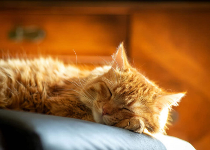Durasi Ideal Kucing Dewasa Tidur