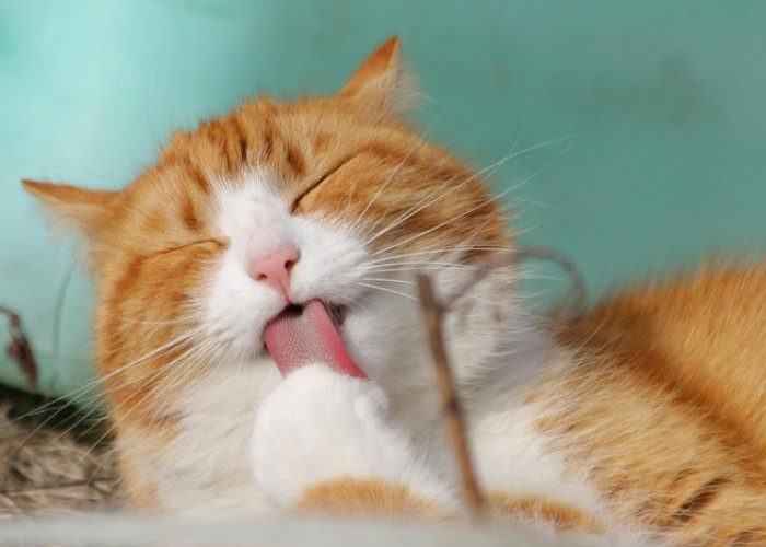 Berikut Cara Kucing Cepat Gemuk dengan Wet Food Bernutrisi