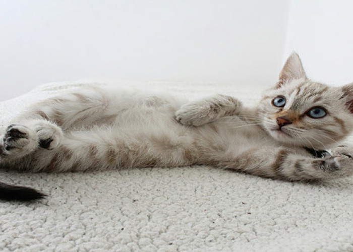 Tutorial Melatih Kitten Pup di Litter Box