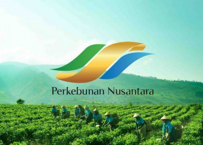 Holding Perkebunan Nusantara Dorong Produk Bernilai Tinggi, Teh Malabar PTPN I Tembus Pasar Premium