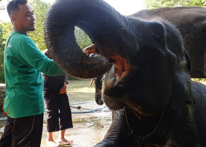 Menjaga Habitat Gajah Sumatera, LindungiHutan Hijaukan Taman Nasional Way Kambas