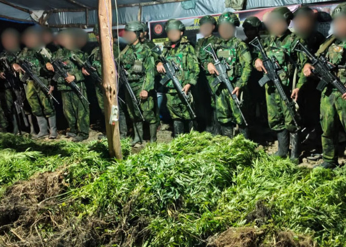 5.000 Batang Ganja Terungkap, TNI Habema Gagalkan Peredaran Narkotika