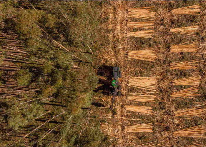 Koltiva Dorong Dialog Multi-Pemangku Kepentingan tentang Regulasi Anti Deforestasi Uni Eropa 