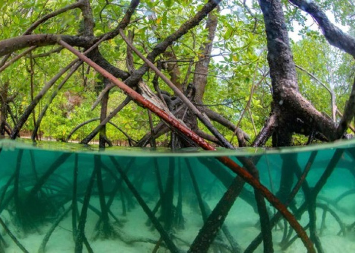 Successful Consultation and Dissemination Workshop on Community-Based Plastic Waste Management in Mangrove