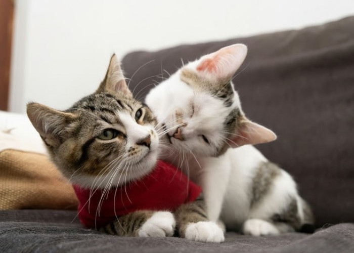 Cara Mudah Kenali Perbedaan Kucing Jantan dan Betina
