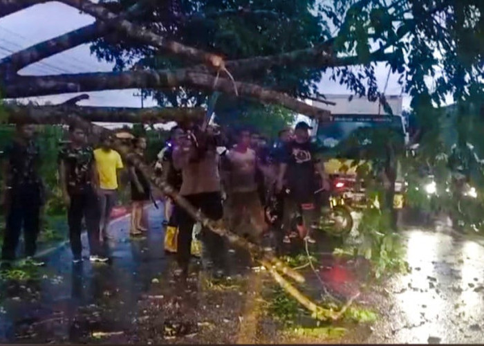 TNI-Polri Bersinergi dengan Warga Atasi Pohon Tumbang yang Halangi Jalan Raya Wajok Mempawah