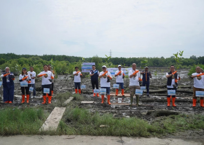 Pelindo Multi Terminal Group Tanam 11.000 Mangrove Bawa Manfaat Bagi Masyarakat