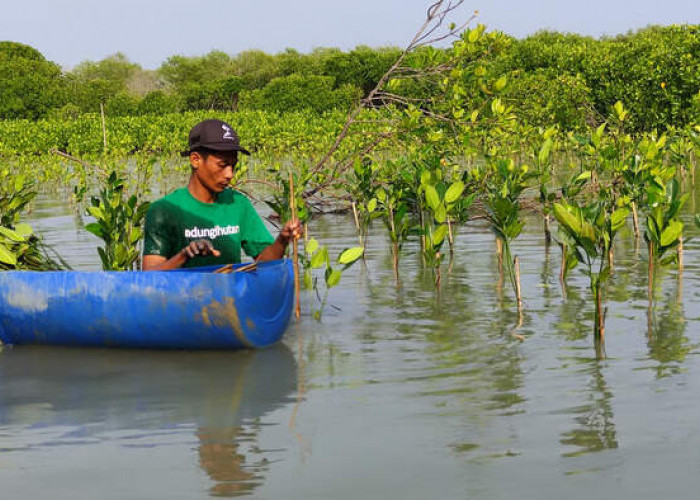 LindungiHutan Rilis Program Mangrove Capital, Bantu Perusahaan Mewujudkan Keuangan Berkelanjutan