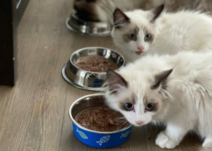 Pilihan Makanan Kucing Halal untuk Anabul Kesayanganmu