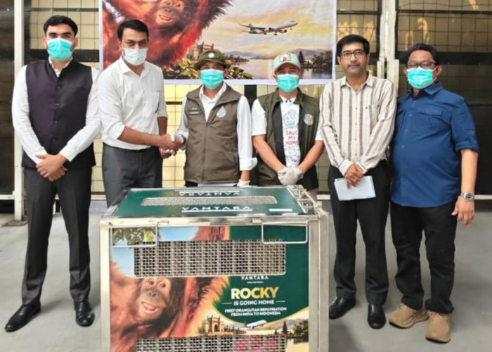 Bayi Orangutan yang Diselamatkan di India Dipulangkan ke Indonesia, Lima Lainnya Menyusul
