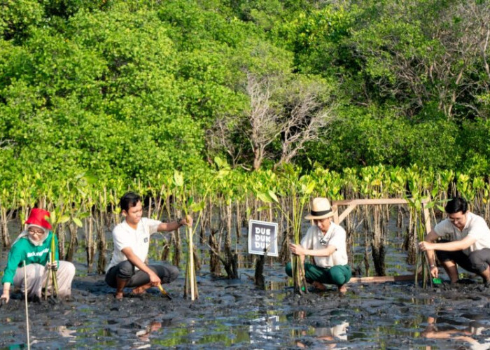 Carbon Offset Diuji Relevansinya, Ini Tanggapan Para Ahli