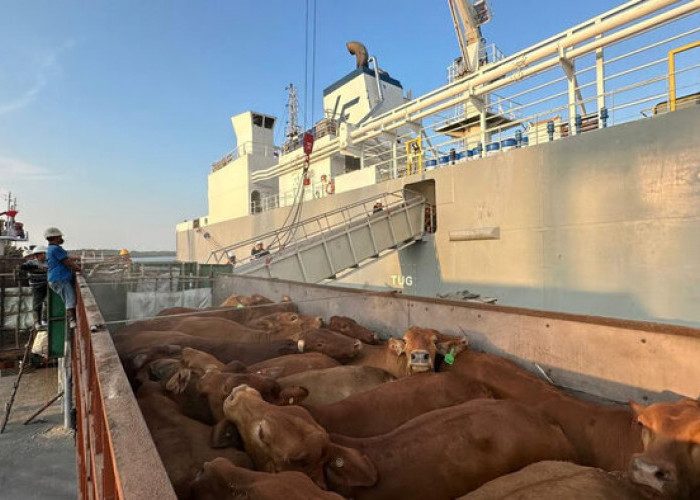 Pelindo Perkuat Ketahanan Pangan Nasional, Bongkar 1.138 Ekor Sapi di Pelabuhan Tanjung Intan