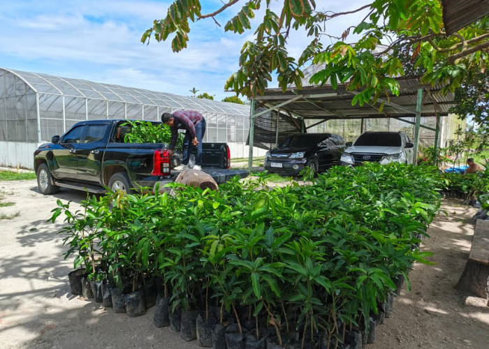 PalmCo Tanam Puluhan Ribu Pohon di 12 Provinsi, Pertegas Misi Keberlanjutan Holding Perkebunan Nusantara
