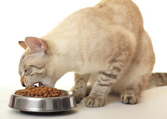 Tips Memilih Tempat Makan Kucing yang Aman & Nyaman