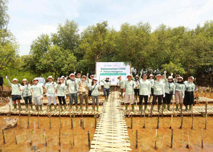 Abrasi Ancam Pesisir Tangerang, BRI Danareksa Sekuritas Tanam 1000 Pohon Mangrove