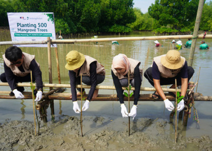 KAI Logistik Tanam 500 Mangrove: Dorong Logistik Berkelanjutan