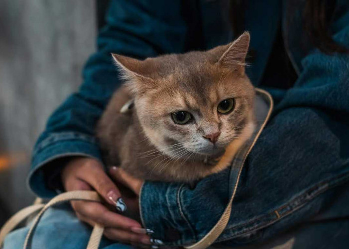 Berapa Usia Kucing dalam Umur Manusia? Simak Penjelasannya