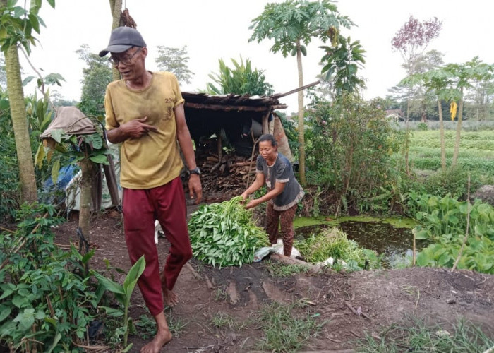 Hujan Deras di Pontianak Sebabkan Petani Tanaman Sayur Alami Kerusakan dan Kerugian