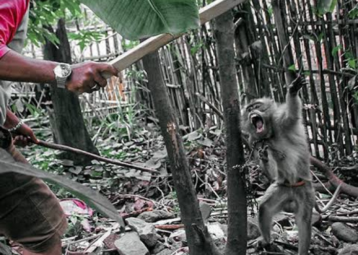 Otak Dibalik Video Penyiksaan Monyet Ditangkap, Lokasi Rekamannya di Banten & Singkawang