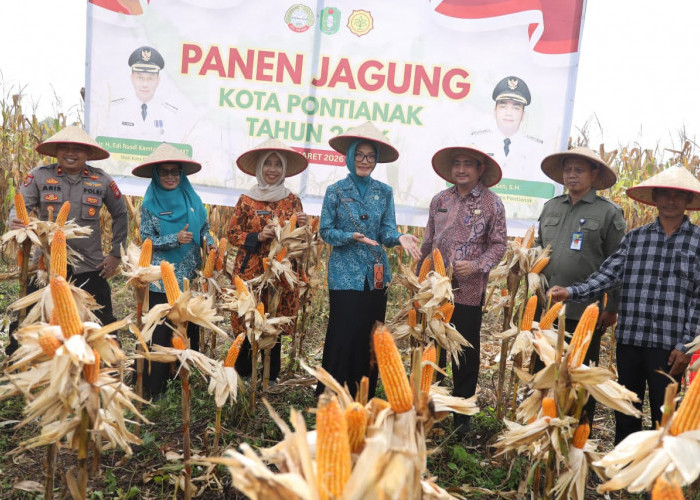 Panen Perdana Jagung Hibrida di Pontianak Utara Hasilkan 1,5 Ton