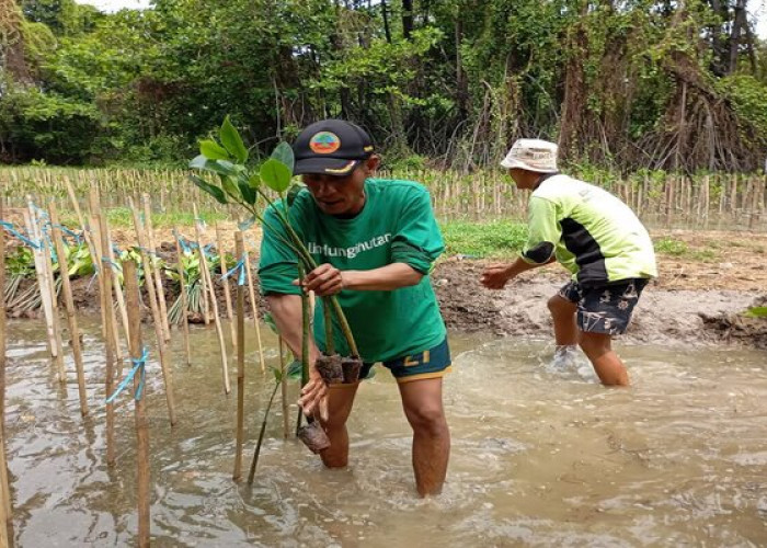 Dampak Nyata LindungiHutan Tanam 978.000 Pohon di Indonesia