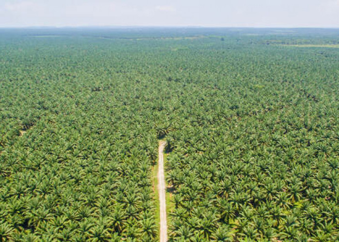 Regulasi Baru Perkuat Kewajiban Deteksi Dini Kebakaran Lahan Perkebunan