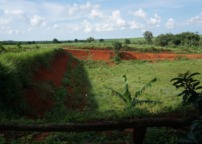 World Soil Day 2025: LindungiHutan Ajak Publik Pulihkan Tanah Lewat Aksi Penanaman Pohon