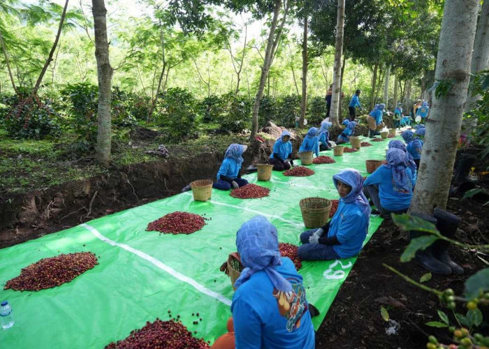 Holding Perkebunan Nusantara Perkuat Diversifikasi Agribisnis, Produksi Kopi PTPN IV PalmCo Melonjak 225%