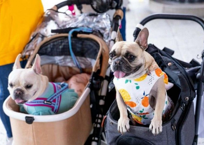 5 Mall Pet Friendly di Jakarta untuk Mengisi Akhir Pekan