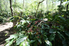 Holding Perkebunan Nusantara Dorong Kinerja Kopi PalmCo Tetap Solid di Tengah Tekanan Cuaca