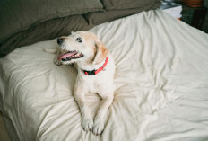 Rekomendasi Underpad Anjing Seharian di Dalam Rumah