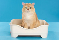 Rekomendasi Pasir Kucing Serap Bau di Ruangan Indoor