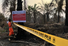 Sanksi Penanganan Karhutla Kalbar Tak Pandang Bulu, Enam Perusahaan Sawit Masuk Proses Penyegelan