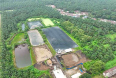 Hadapi Gejolak Energi Global, Holding Perkebunan Nusantara Andalkan PLTBg PalmCo