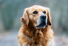 Golden Retriever Anjing Pintar yang Cocok Dipelihara Pemula