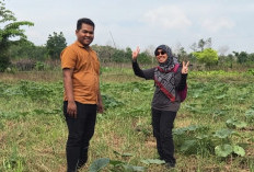 Peneliti Pertanian Kalbar Ungkap F1 Embio, Teknologi Tanpa Bakar untuk Lahan Gambut