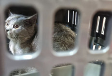 Memasuki Arus Mudik Lebaran, Pengiriman Hewan Peliharaan Via KAI Logistik Meningkat