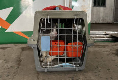 KAI Logistik Kirim Lebih dari 5.200 Hewan Peliharaan selama Periode Nataru 2025/2026