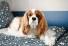 Kenapa Cavalier King Charles Spaniel Jadi Salah Satu Doggy Favorit Pecinta Hewan