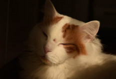 Jangan Salah Pilih, Ini Ciri-Ciri Kucing Anggora Asli yang Perlu Diketahui